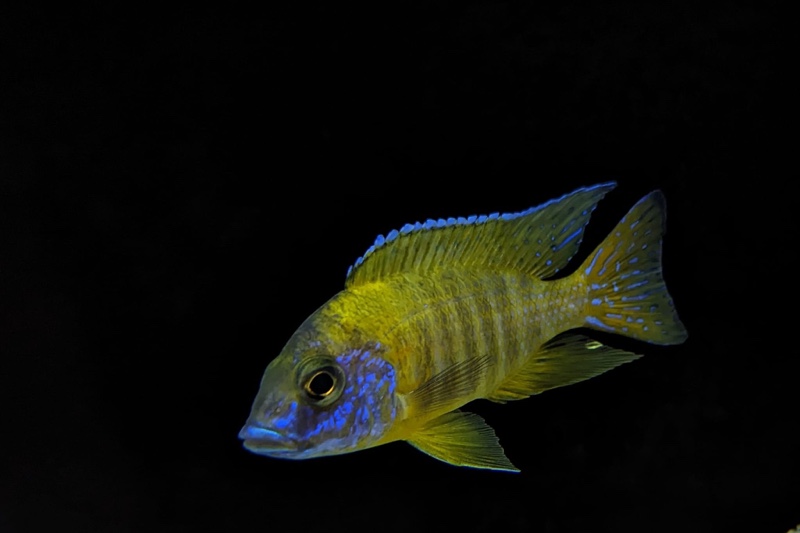 Aulonocara sp. 'stuartgranti maleri' Chidunga Rocks